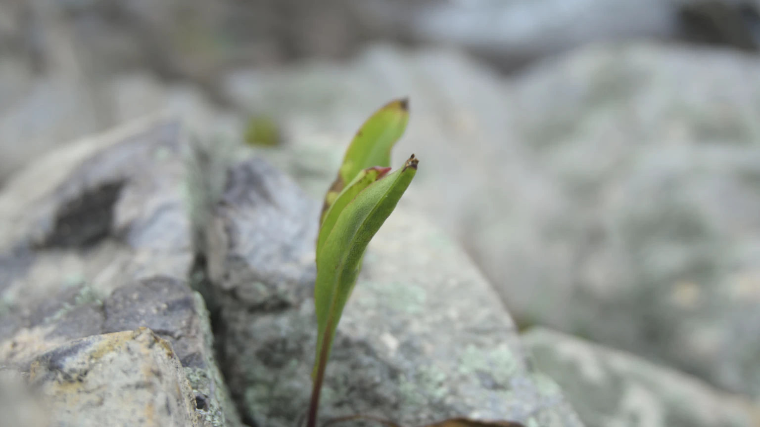 Sprouting Plant