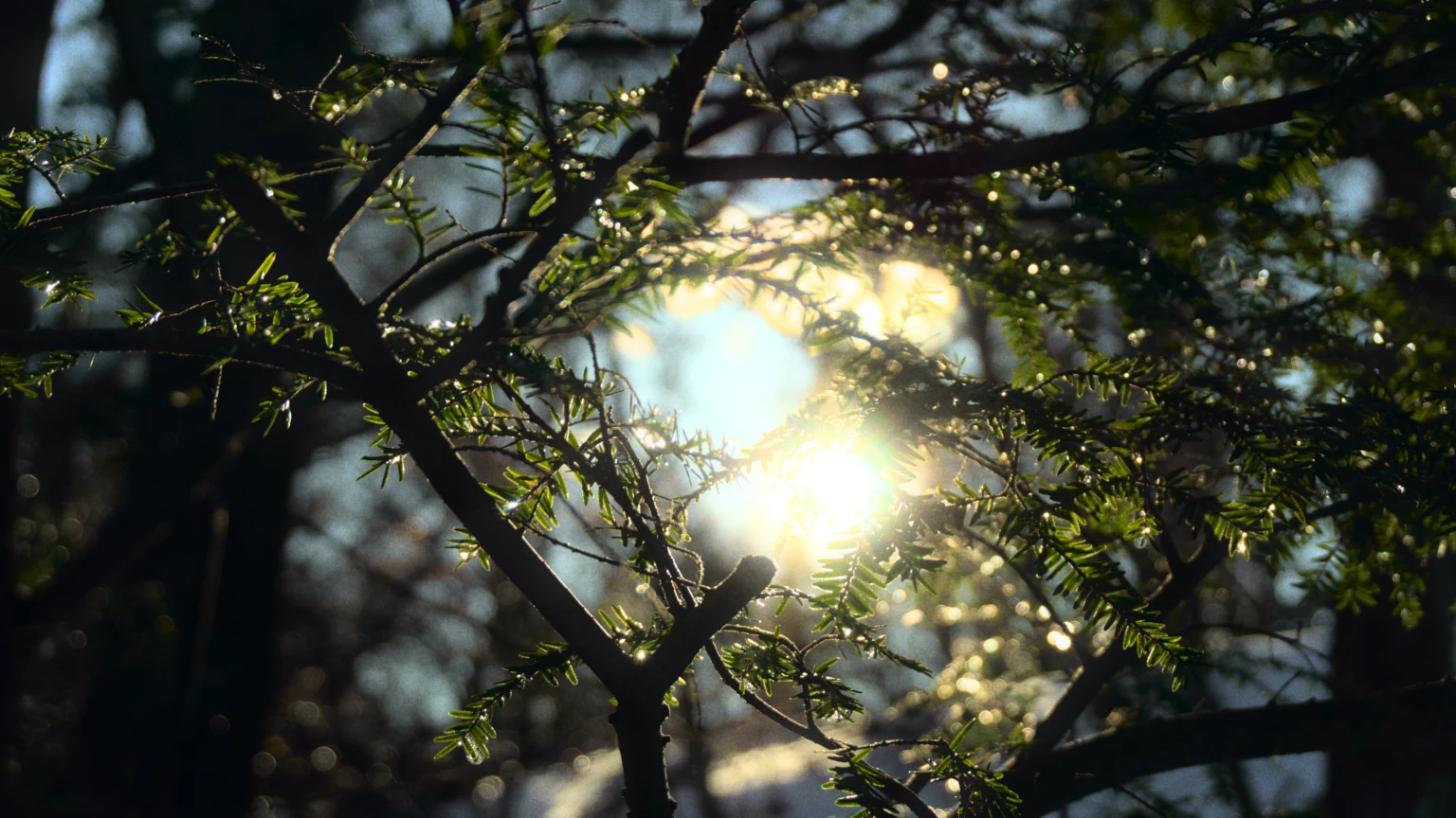 Sun Peering Through Trees